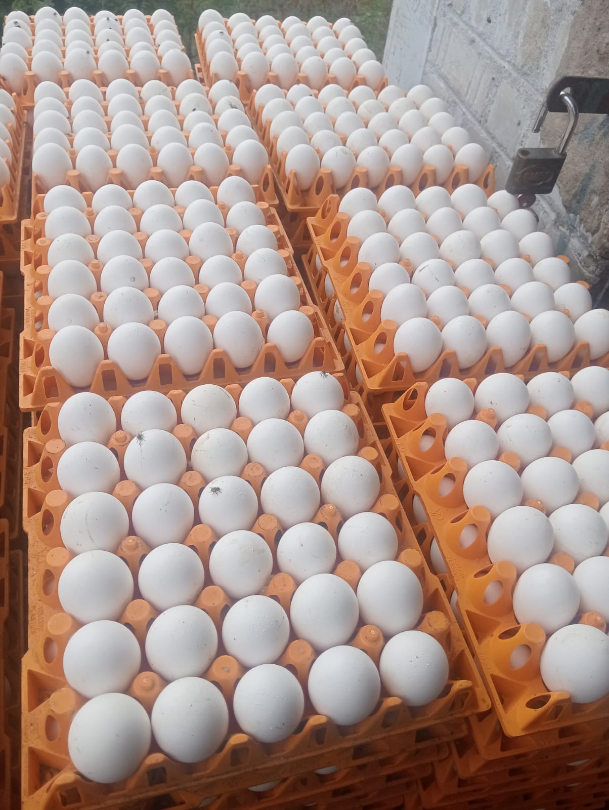 Fresh Eggs Lower Prices, 30eggs at Rs 133